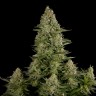 Семена ганжа  White Widow x Great White Shark feminised Ganja Seeds