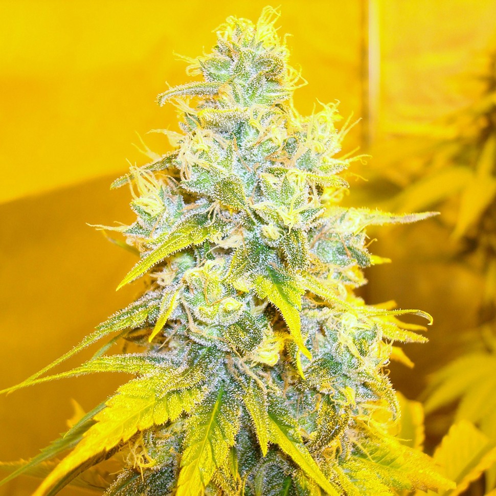 купить семена конопли в фирменной упаковке Auto Lemon Skunk feminised купить семена конопли в фирменной упаковке Auto Lemon Skunk feminised