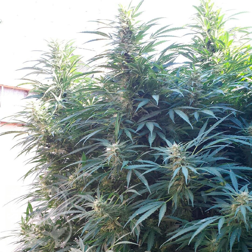 Black Russian feminised Ganja Seeds недорого