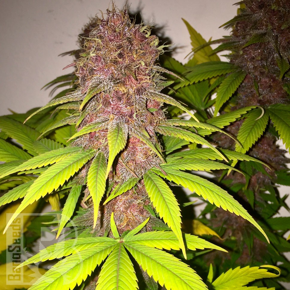 Black Russian feminised Ganja Seeds купить