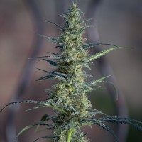 White Widow x Jack Herer feminised Ganja Seeds