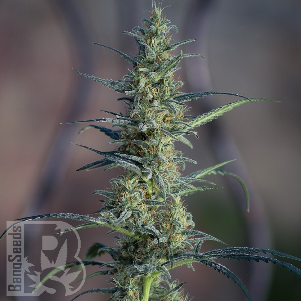 Семена ганжа  White Widow x Jack Herer feminised Ganja Seeds