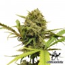 Auto Northern Lights feminised Green Silk Road Seeds