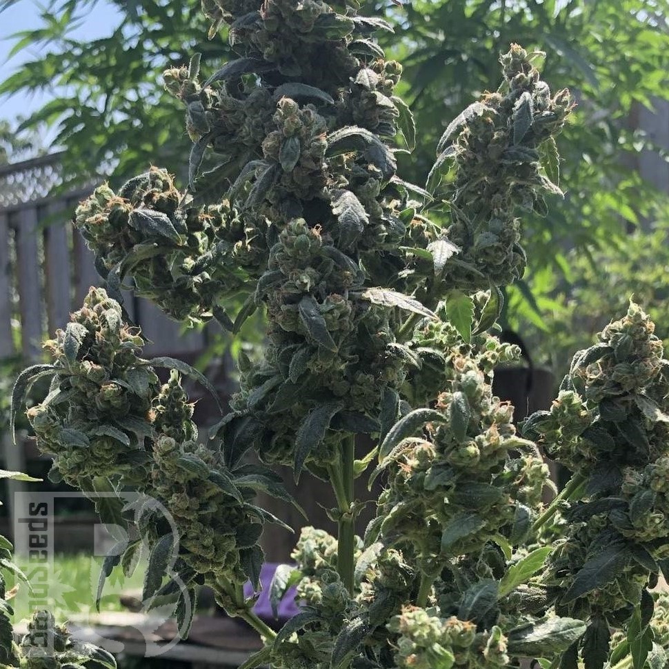 Семена  Opium feminised Ganja Seeds