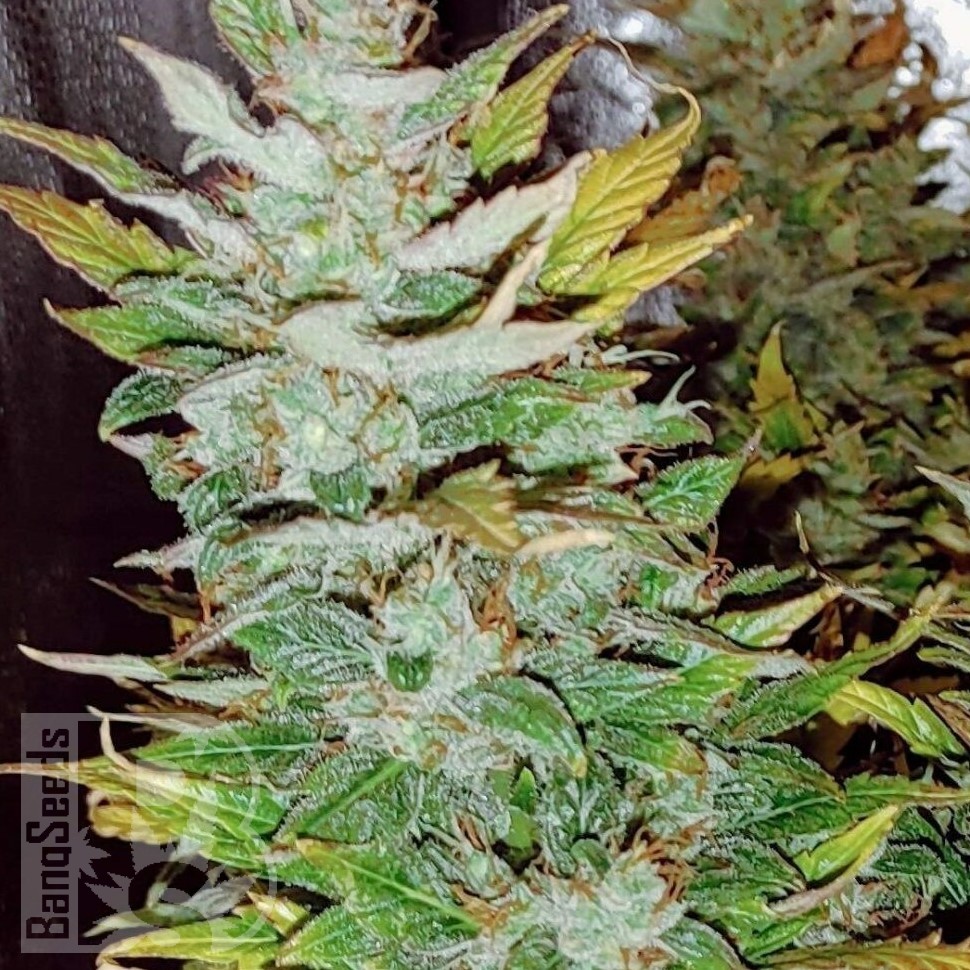 Семена  Opium feminised Ganja Seeds