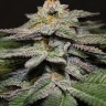 Семена марихуаны  Blue Diesel feminised Ganja Seeds