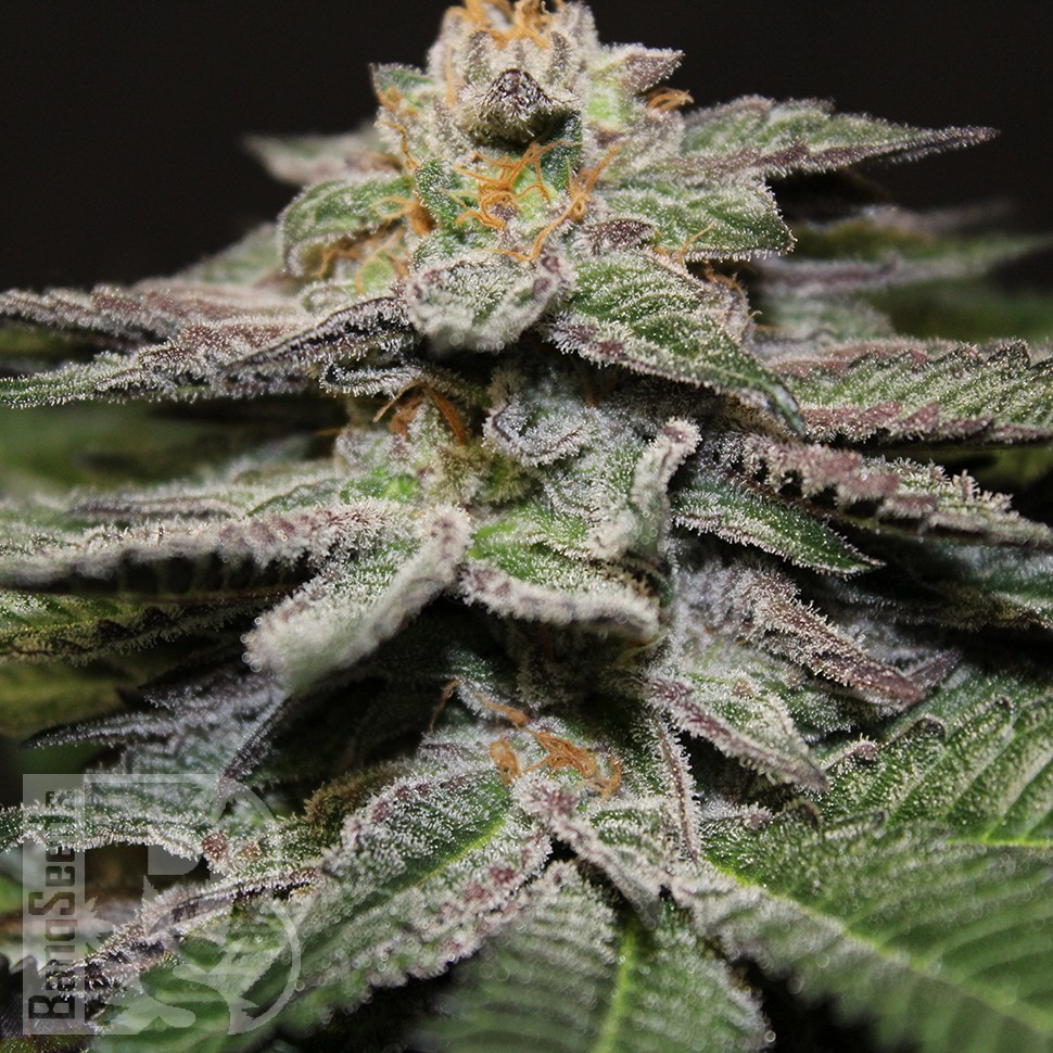 Семена марихуаны  Blue Diesel feminised Ganja Seeds