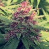 Семена марихуаны  Blue Diesel feminised Ganja Seeds