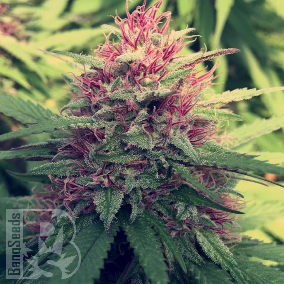 Семена марихуаны  Blue Diesel feminised Ganja Seeds