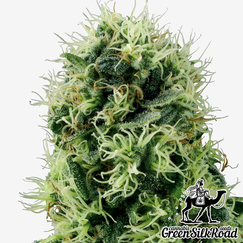 Семена ганжа Auto Power Plant feminised Green Silk Road Seeds