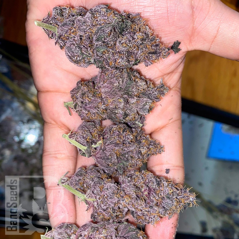 Tropicanna Poison feminised GanjaSeeds Fast Version заказать