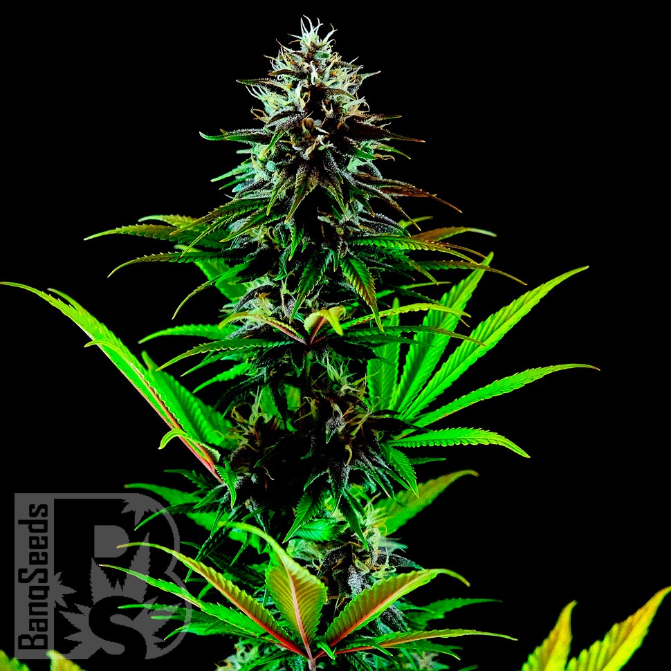 Tropicanna Poison feminised GanjaSeeds Fast Version купить