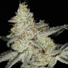 Семена конопли  Snow Ryder feminised Ganja Seeds