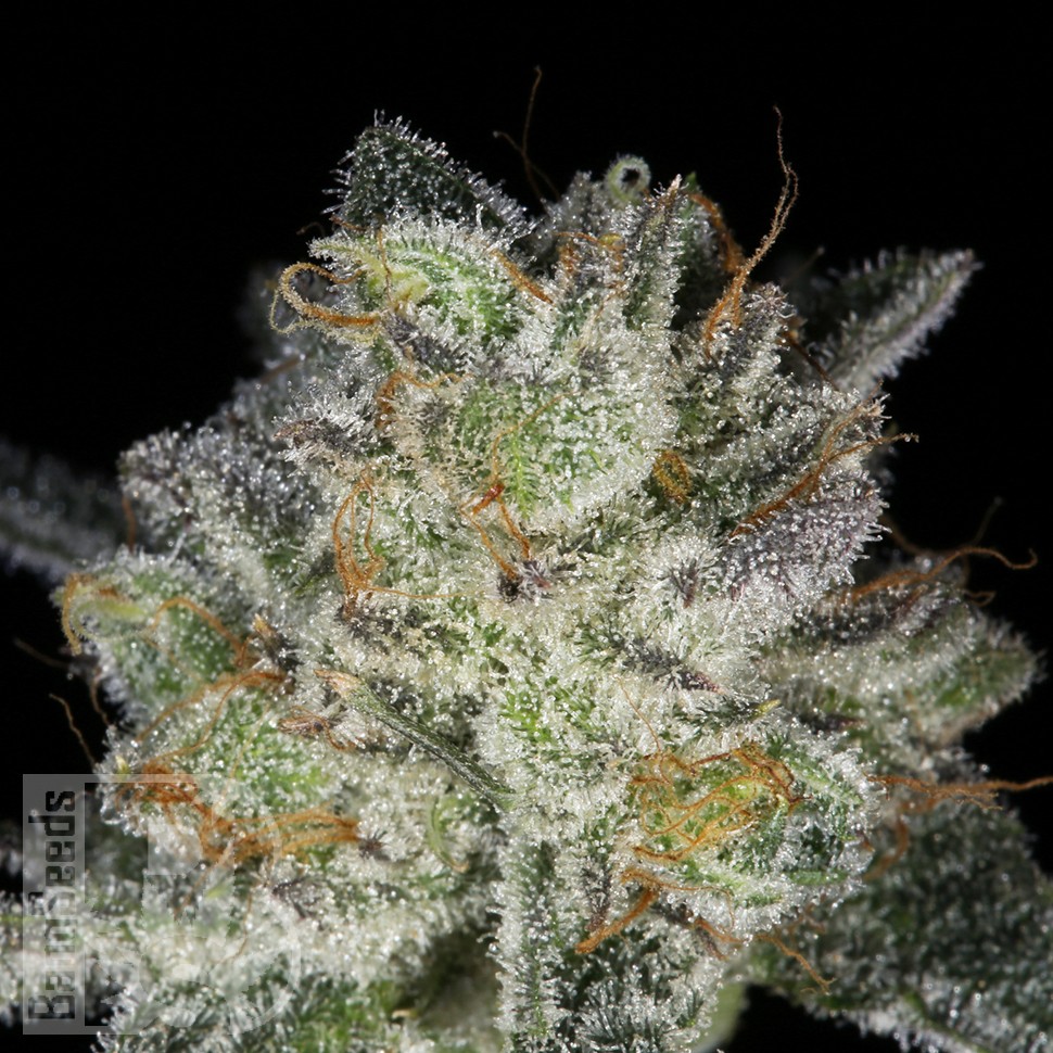 Семена конопли  Snow Ryder feminised Ganja Seeds