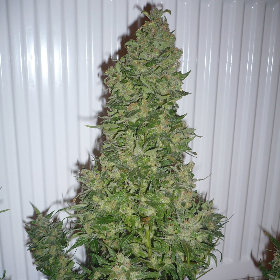Семена конопли  AK 47 regular Ganja Seeds
