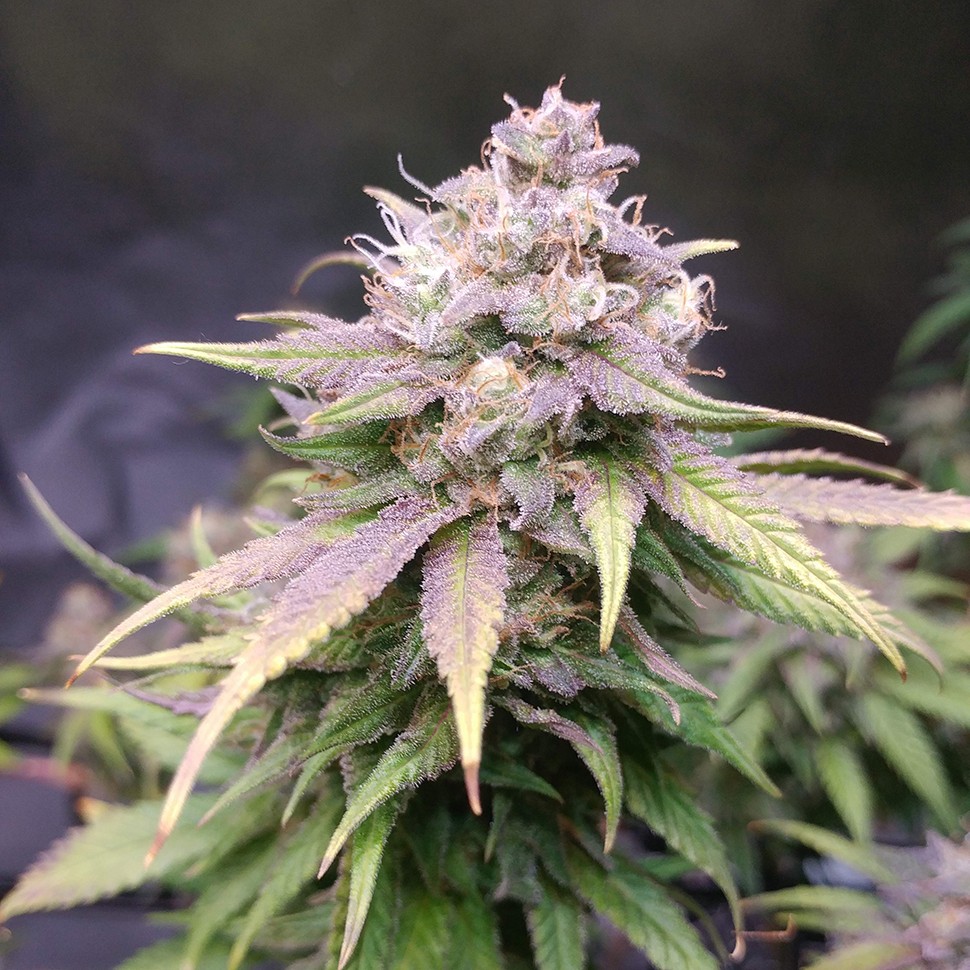 Семена конопли  Jack Hammer feminised Victory Seeds