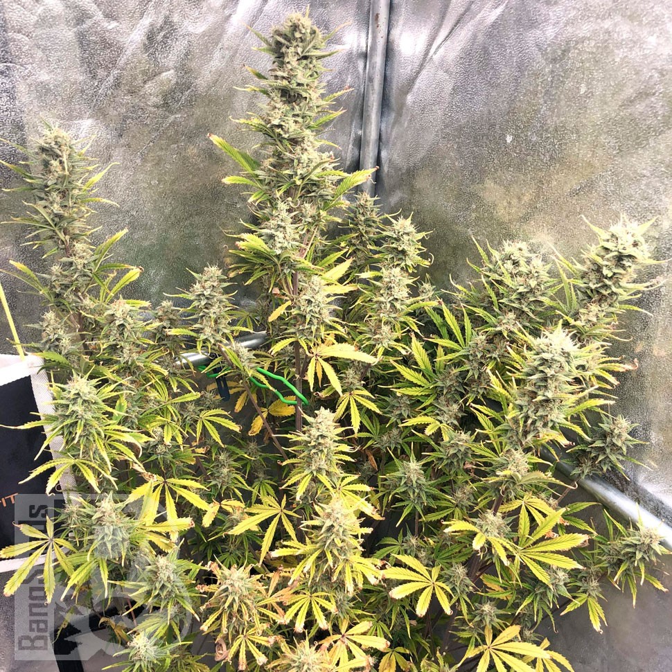 Семена конопли Glueberry O.G. feminised Ganja Seeds