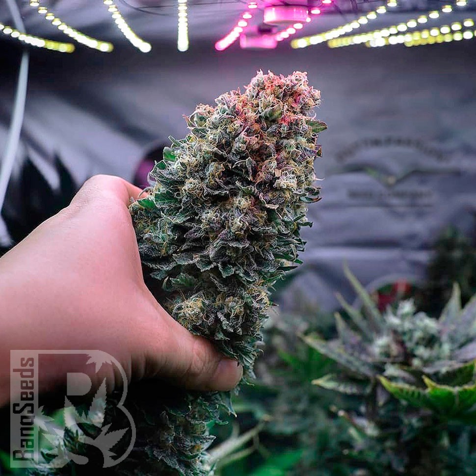 Семена  Glueberry O.G. feminised Ganja Seeds
