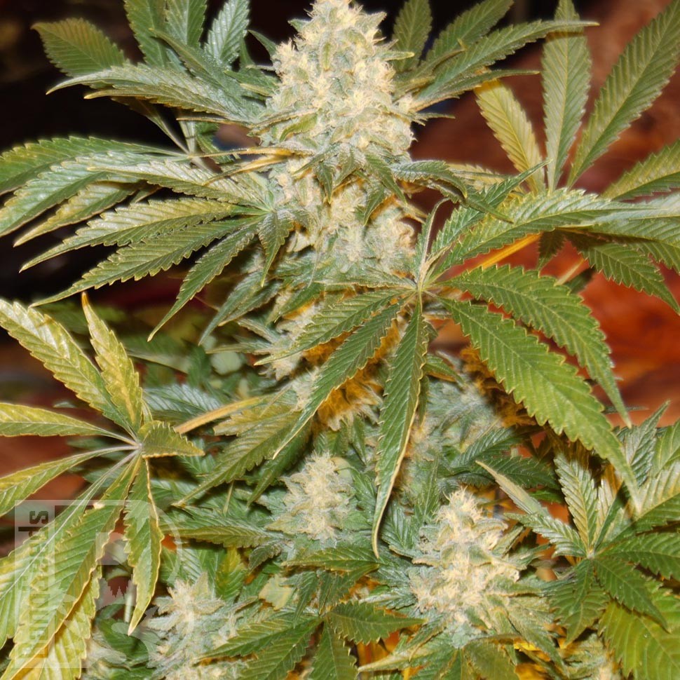 купить White Rhino feminised Ganja Seeds