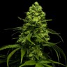 Семена ганжа  Snow White Amsterdam feminised Ganja Seeds