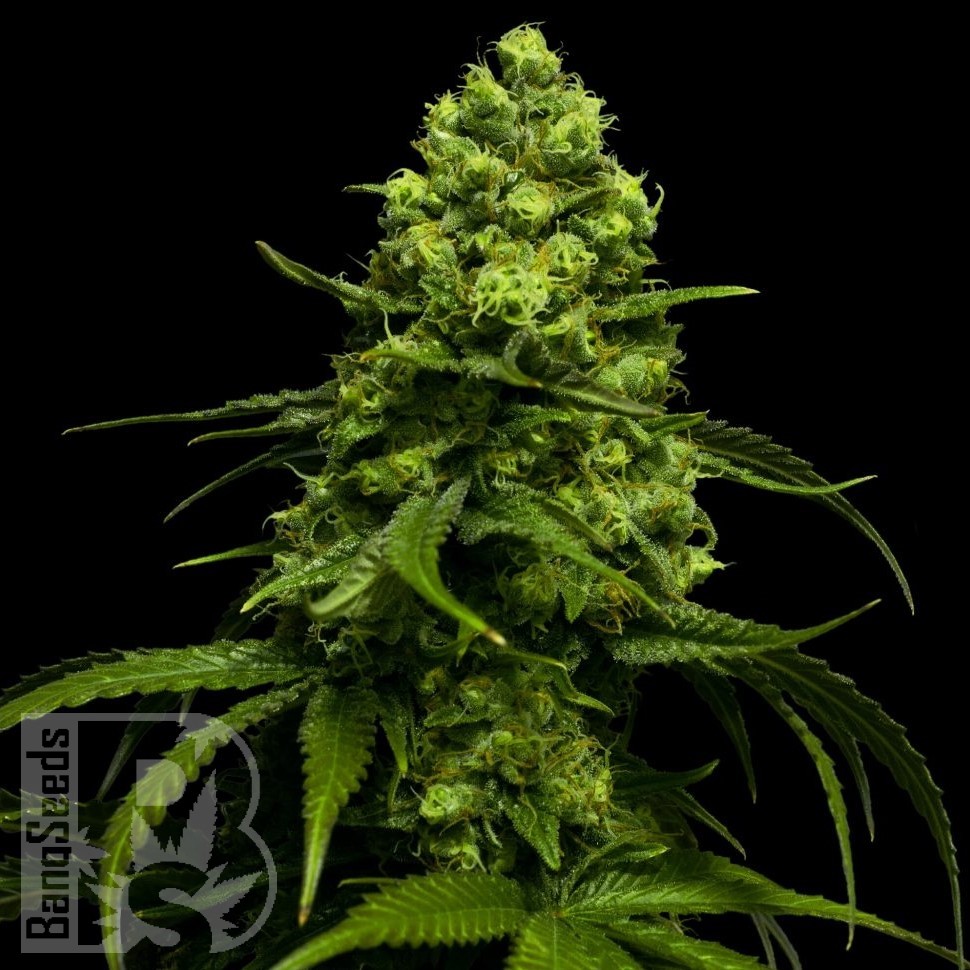 Семена ганжа  Snow White Amsterdam feminised Ganja Seeds