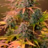 Auto Night Queen feminised Ganja Seeds