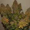 Семена  Auto Night Queen feminised Ganja Seeds