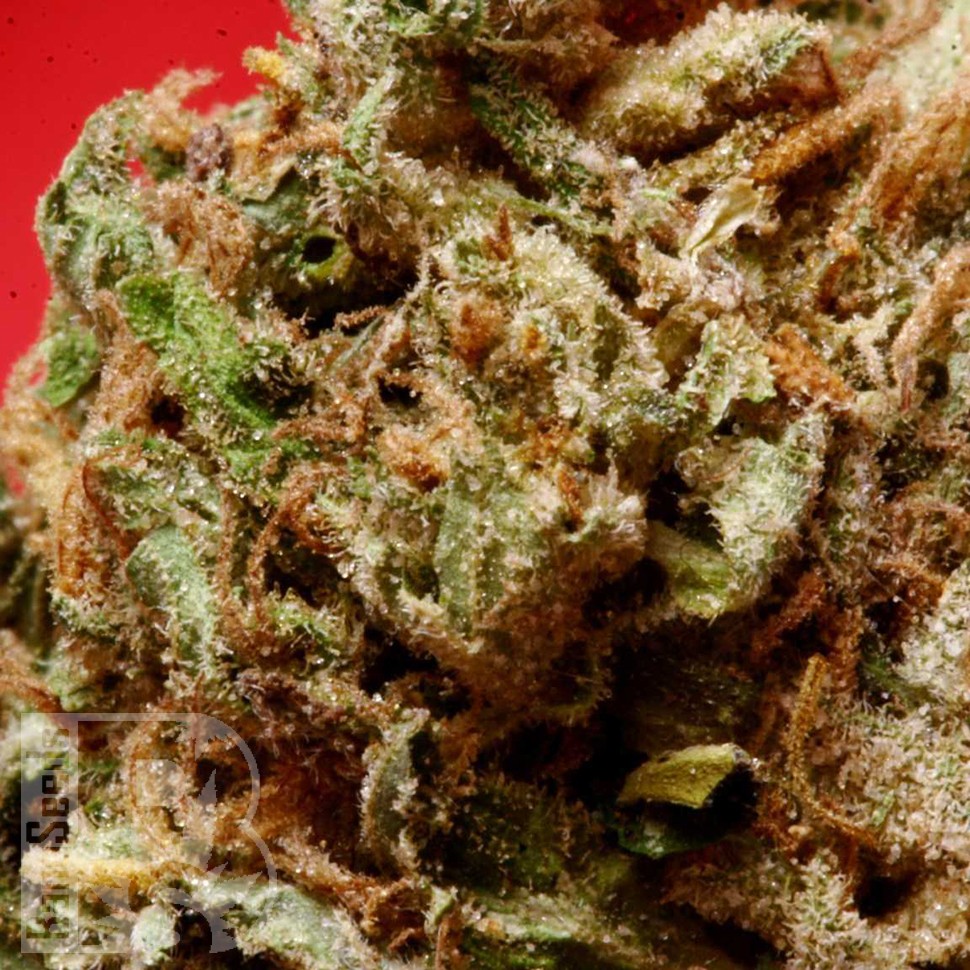 Blue Himalaya feminised Ganja Seeds