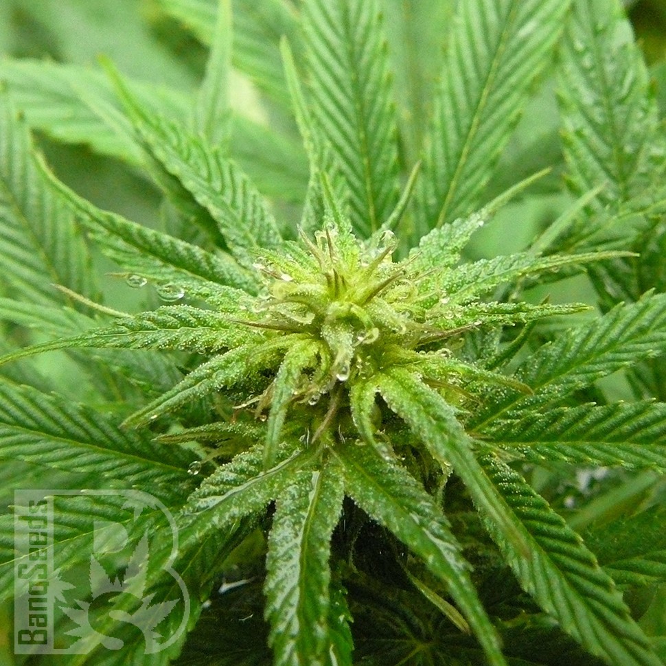Blue Himalaya feminised Ganja Seeds