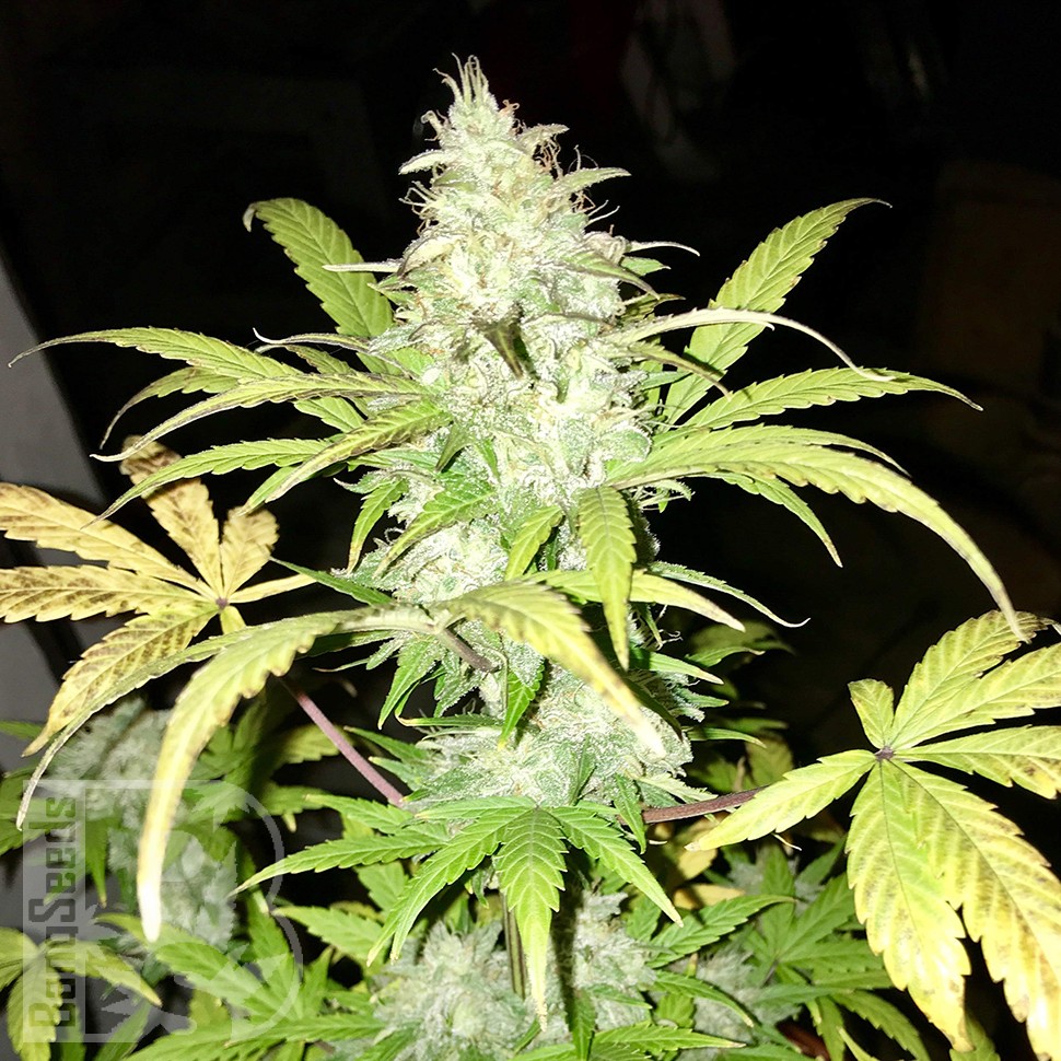 Blue Himalaya feminised Ganja Seeds
