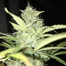 Blue Himalaya feminised Ganja Seeds