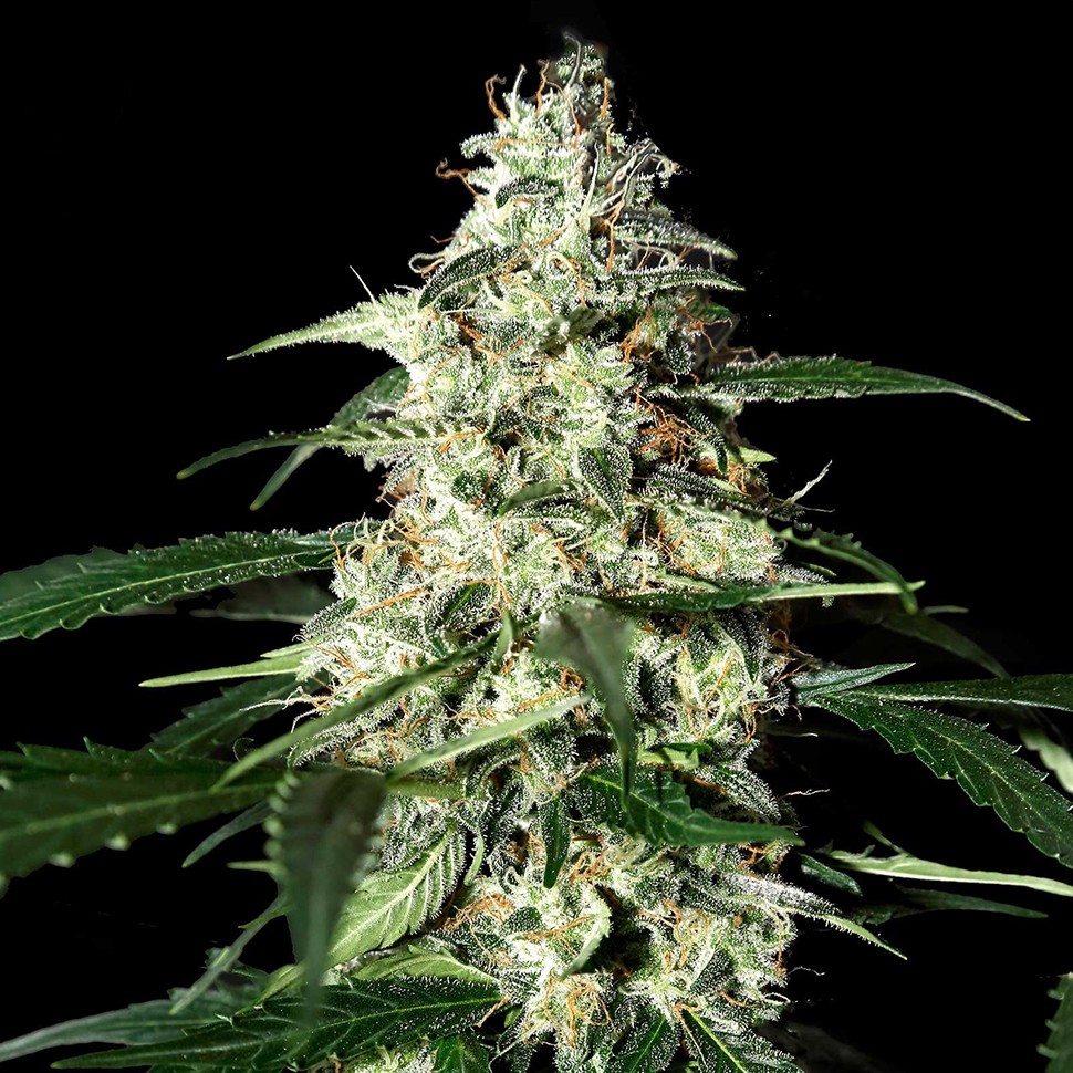 заказать семена конопли Kali Mist feminised