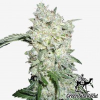 Kali Mist feminised Green Silk Road Seeds