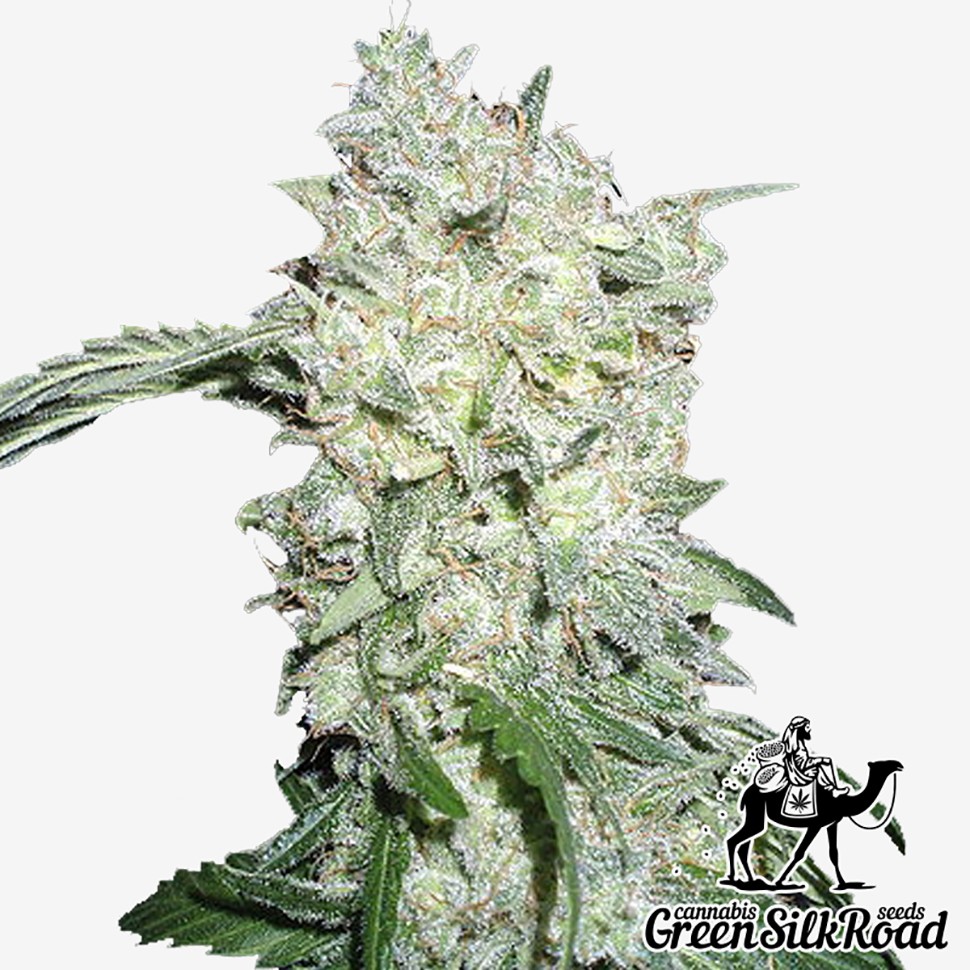 Семена  Kali Mist feminised Green Silk Road Seeds