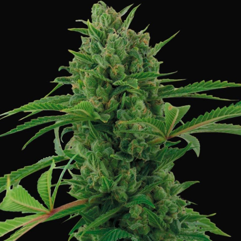 Семена конопли  Auto Pineapple Express feminised Ganja Seeds