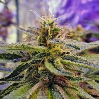 Sticky Blue feminised Ganja Seeds