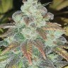 Семена  Sticky Blue feminised Ganja Seeds