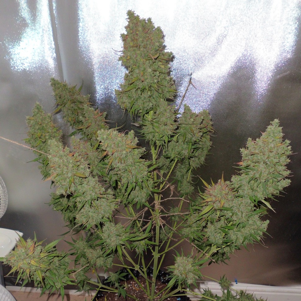 Семена ганжа  Auto Blueberry regular Ganja Seeds