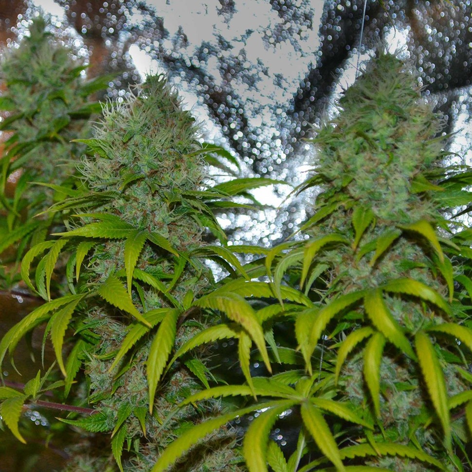 Семена каннабиса  La Blanca regular Ganja Seeds