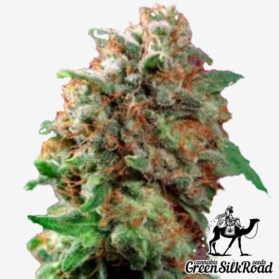 Семена ганжа  Mazar feminised Green Silk Road Seeds