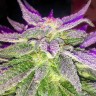 Blue Power feminised Ganja Seeds