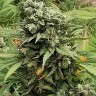 Семена  Super Bud feminised Ganja Seeds