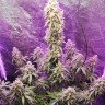 Семена марихуаны  Himalaya Blue Diesel regular Ganja Seeds