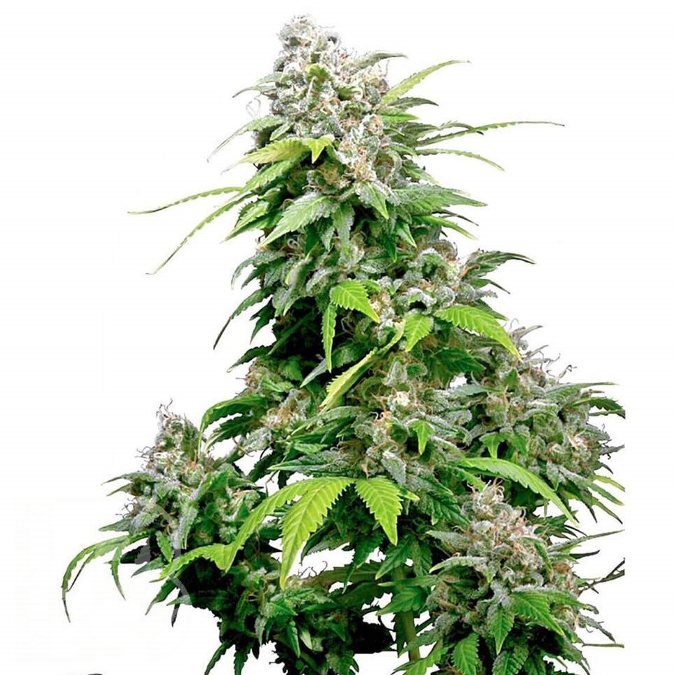 Семена марихуаны  Super Cali Haze feminised Ganja Seeds