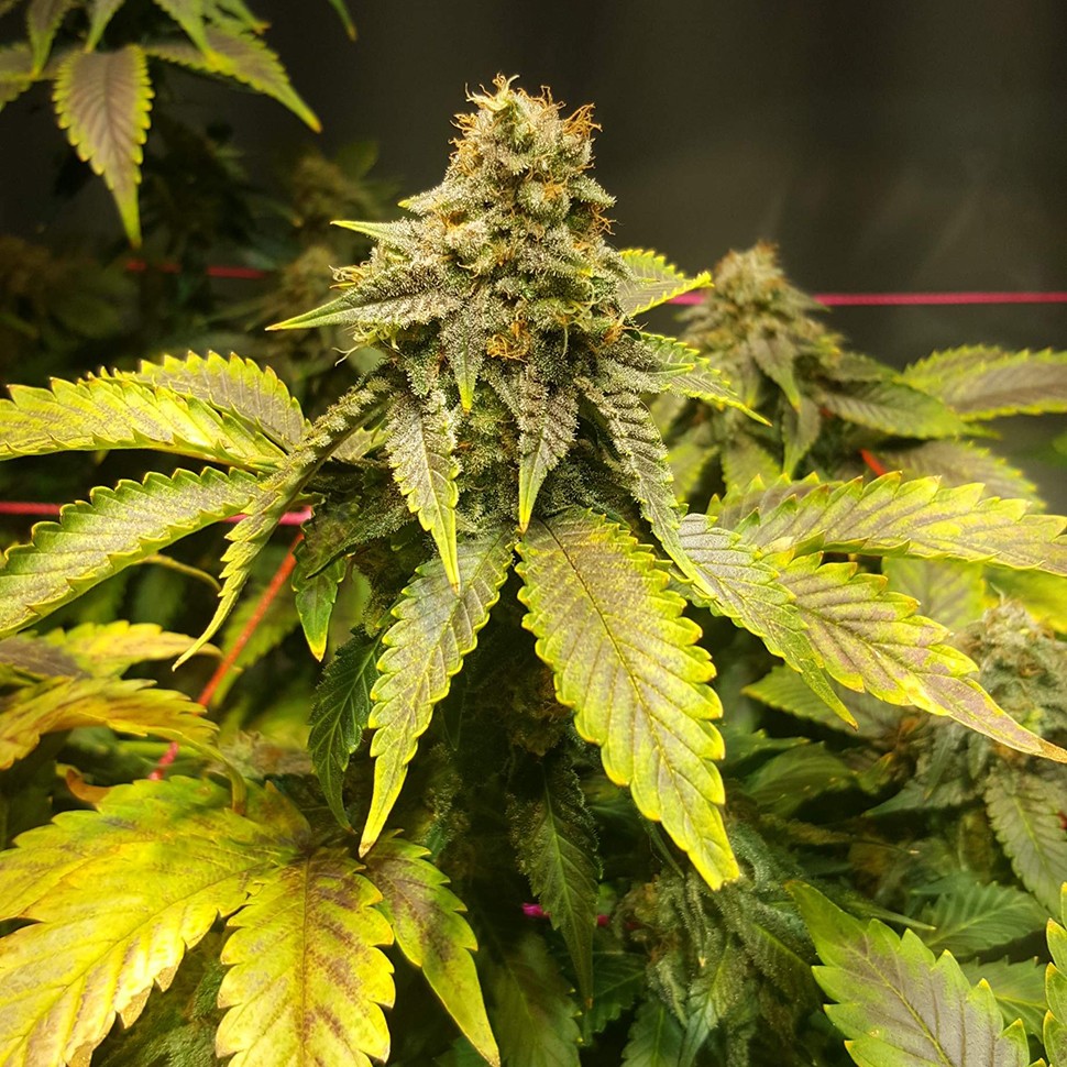 купить семена конопли марихуаны Jamaica Blueberry reg