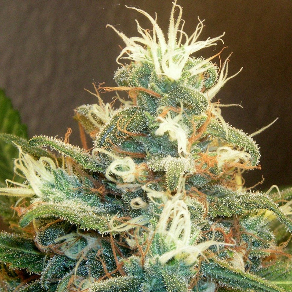 Семена конопли  Power Plant feminised Green Silk Road Seeds
