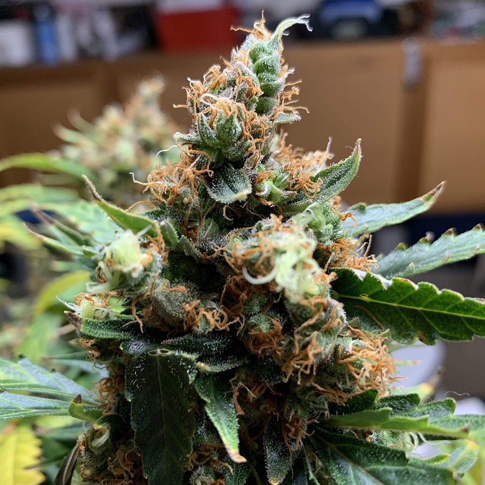 Семена  Critical feminised Victory Seeds