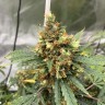 заказать качественные семена конопли Critical feminised Victory Seeds