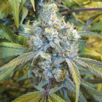 Auto Super Silver Haze feminised Ganja Seeds