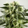 Семена Auto Super Silver Haze feminised Ganja Seeds Семена Auto Super Silver Haze feminised Ganja Seeds